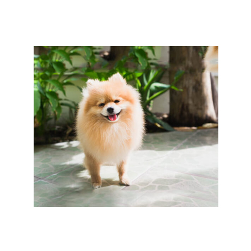 Polvit Pet